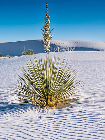 White Sands National Monument, New Mexico