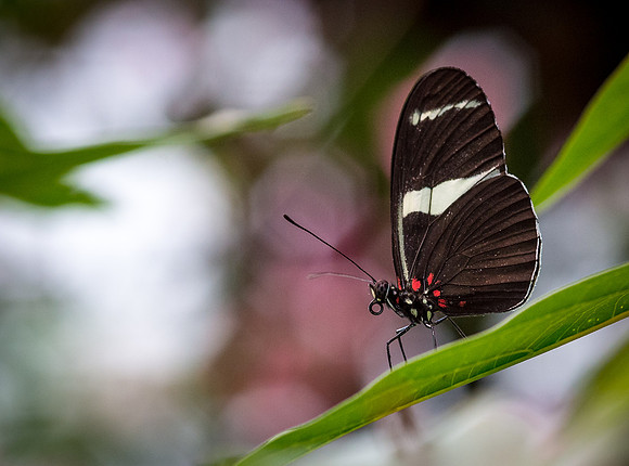 Butterfly at Waterfall Gardens