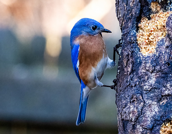 Bluebird