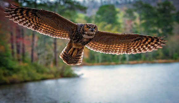 Great Horned Owl in Flight