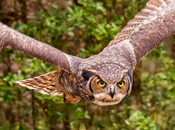 Great Horned Owl
