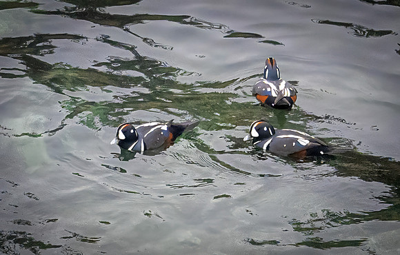 Harlequin Ducks, Shore Acres State Park