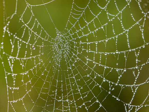 Spider web in Dunes
