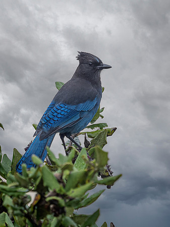 Stellar's Jay