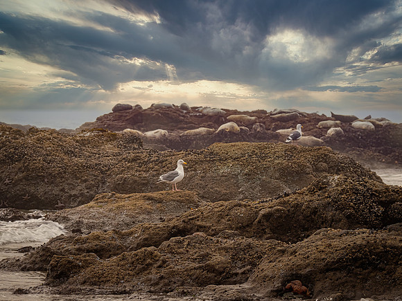 Gulls and seals on Oregon coast