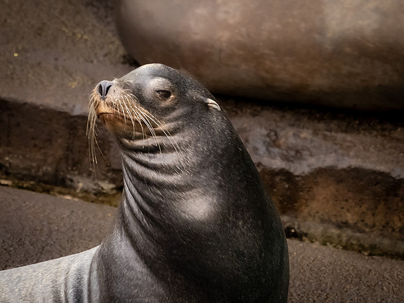 Harbor Seal at Charleston Docks