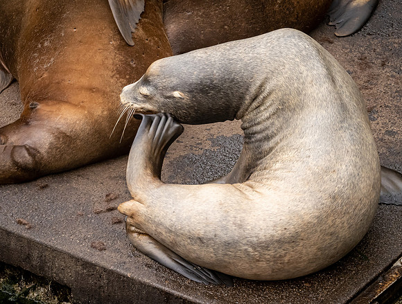 Charleston Docks Seal