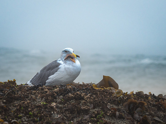 Gull with Starfish for dinner