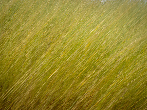 Sea Oats