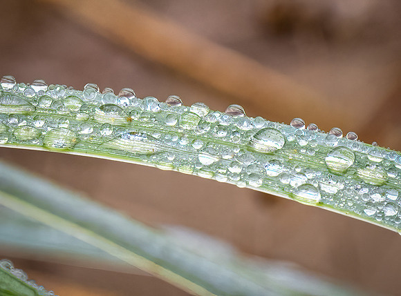 Dew on Grass Blades, Oregon Dunes