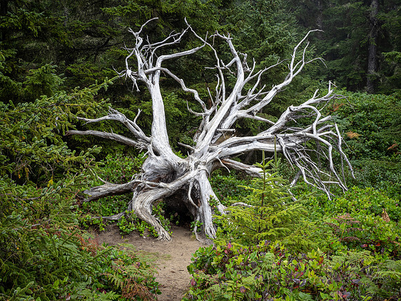 Dead Tree, Shore Acres