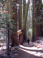 Taft Point Trail