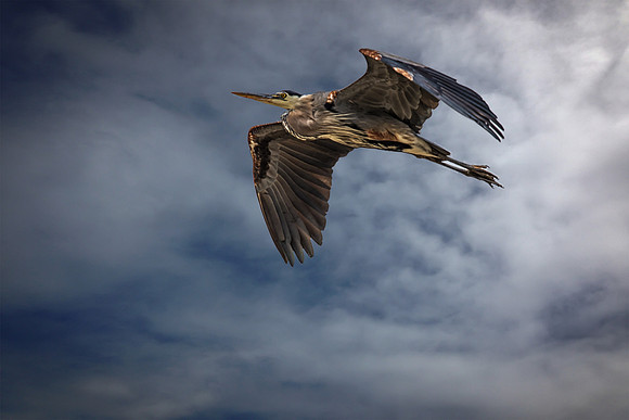 Pelican, San Francisco