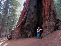 Giant Sequoia Tree