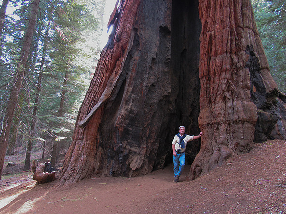 Giant Sequoia Tree