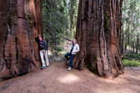 Giant Sequoias