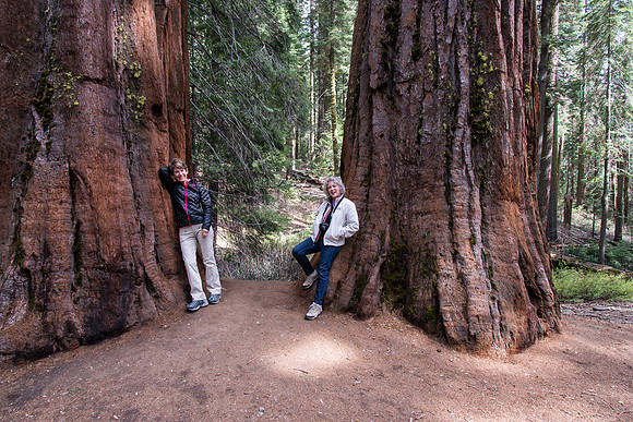 Giant Sequoias