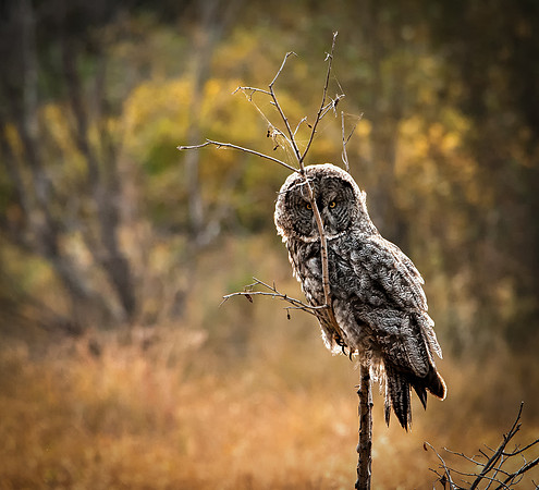 Grey Owl
