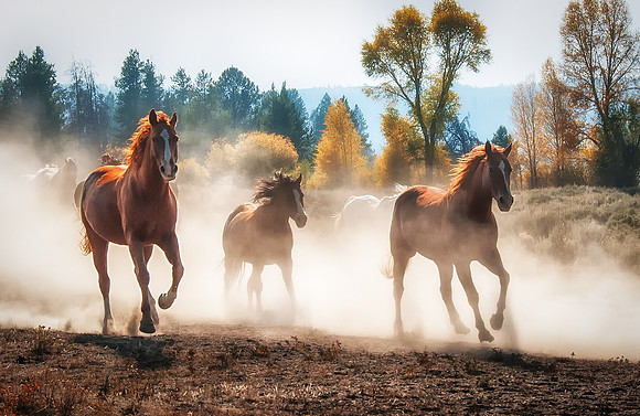 Wild Horses