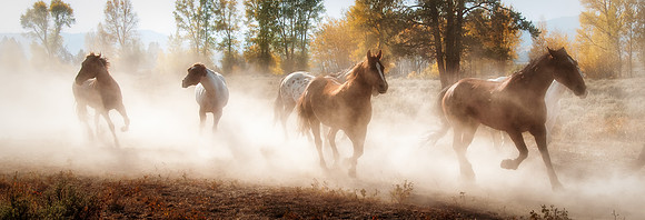 Horses at the Triangle X Ranch
