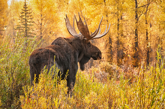 Moose in the Aspens