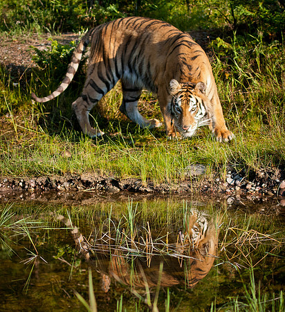 Belgian Tiger