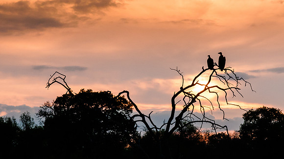 Pair of vultures awaiting dinner