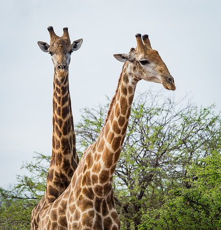 Pair of giraffes