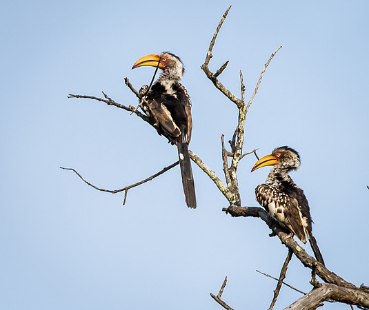 Yellow-billed Hornbills