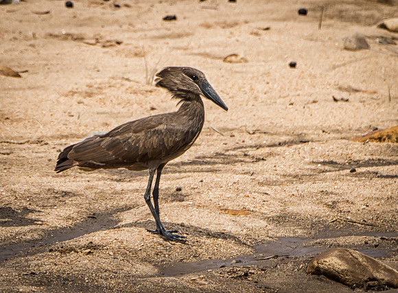 Hammerkop
