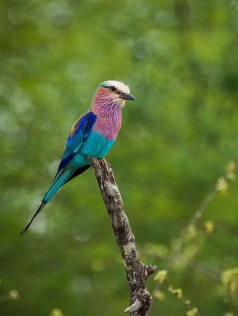 Lilac-breasted Roller