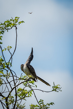 Grey Billed Horn Bill catching an insect