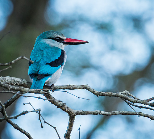 Malachite Kingfisher