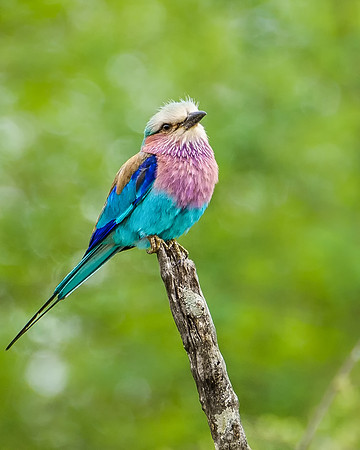 Lilac Breasted Roller_2