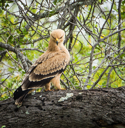 Tawny Eagle