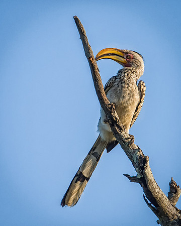 Yellow Billed Hornbill