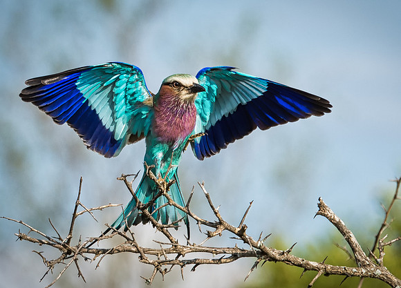 Lilac-breasted Roller_3