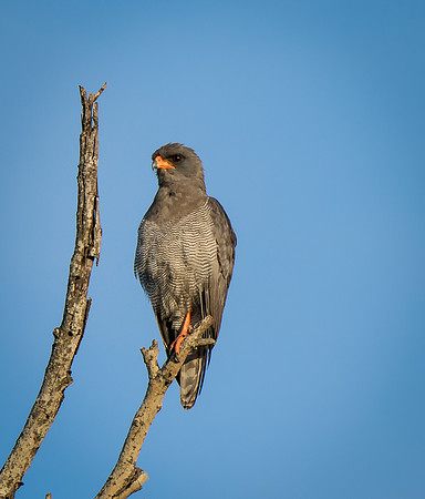 Red-footed Falcon maybe