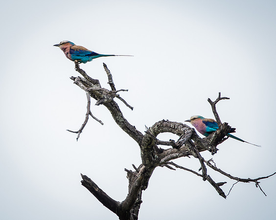 Lilac-breasted Roller