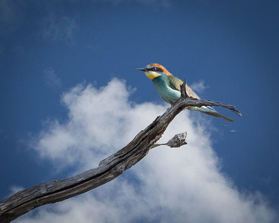 European Roller