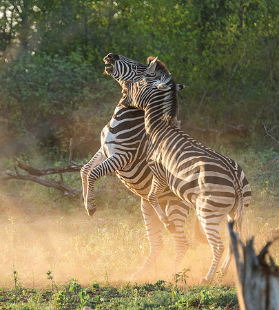 Zebra Fight