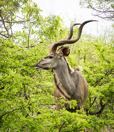 Male Kudu