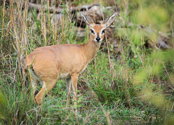 Steenbok