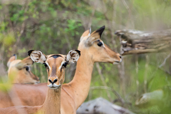 Impala