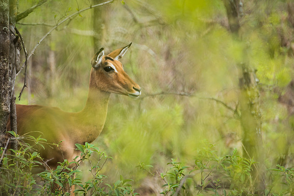 Impala in the bush