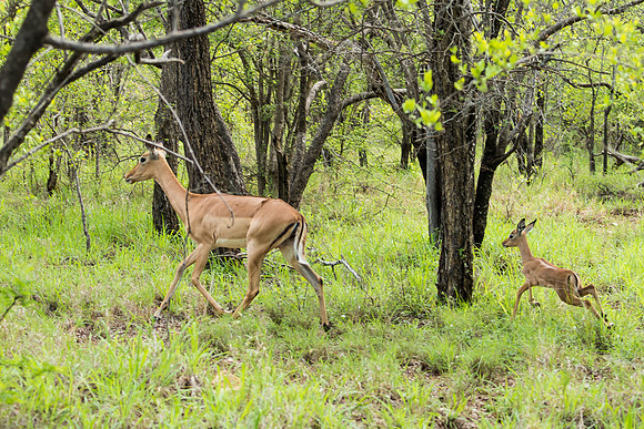 Impala with young baby