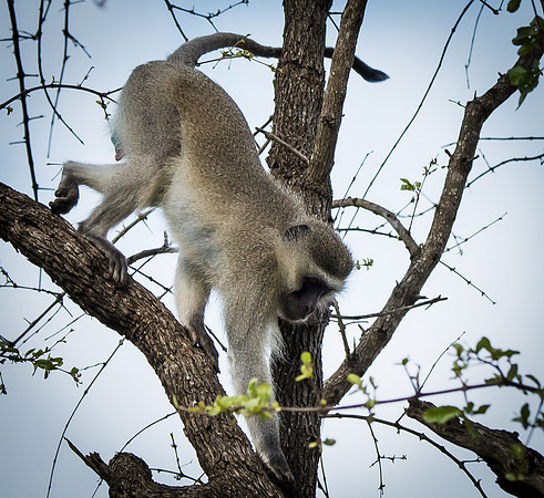 Vervet Monkey