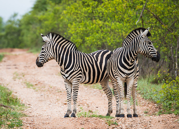 Pair of Zebra