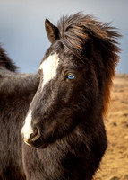 Icelandic horse, near Hraunlfossar along the road