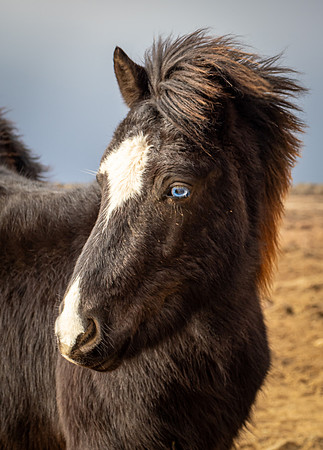 Icelandic horse, near Hraunlfossar along the road
